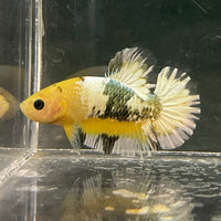 the-fish-farm Premium Male Betta Fancy Plakat Betta Male - One Only - 3 Buy this Premium Male Plakat Betta - One Only The Fish Farm Australia 
