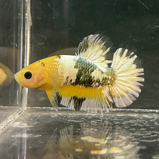 the-fish-farm Premium Male Betta Fancy Plakat Betta Male - One Only - 3 Buy this Premium Male Plakat Betta - One Only The Fish Farm Australia 