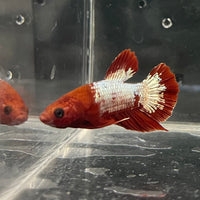 the-fish-farm Premium Male Betta Fancy Plakat Betta Male - One Only - 3 Buy this Premium Male Plakat Betta - One Only The Fish Farm Australia 