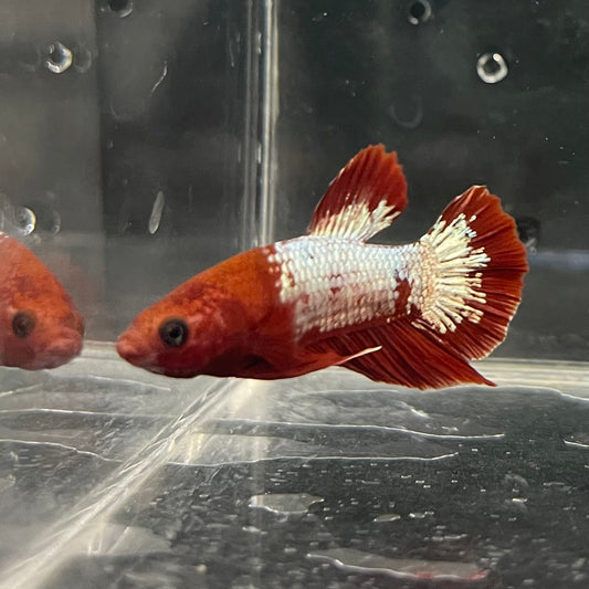 the-fish-farm Premium Male Betta Fancy Plakat Betta Male - One Only - 3 Buy this Premium Male Plakat Betta - One Only The Fish Farm Australia 