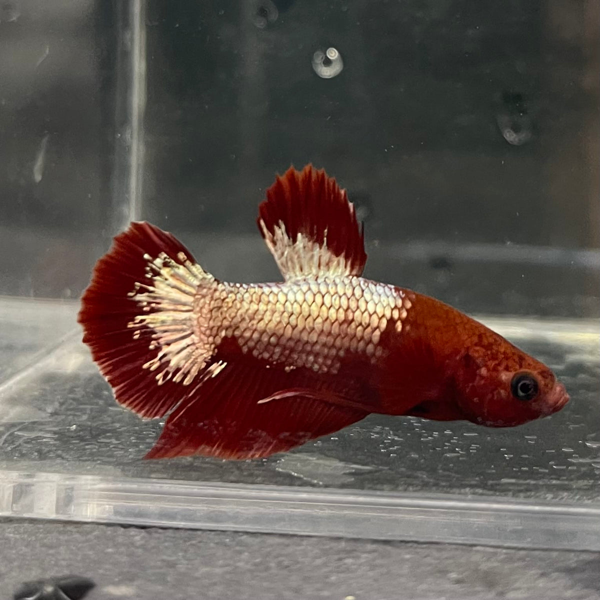 the-fish-farm Premium Male Betta Fancy Plakat Betta Male - One Only - 3 Buy this Premium Male Plakat Betta - One Only The Fish Farm Australia 