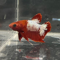 the-fish-farm Premium Male Betta Fancy Plakat Betta Male - One Only - 3 Buy this Premium Male Plakat Betta - One Only The Fish Farm Australia 