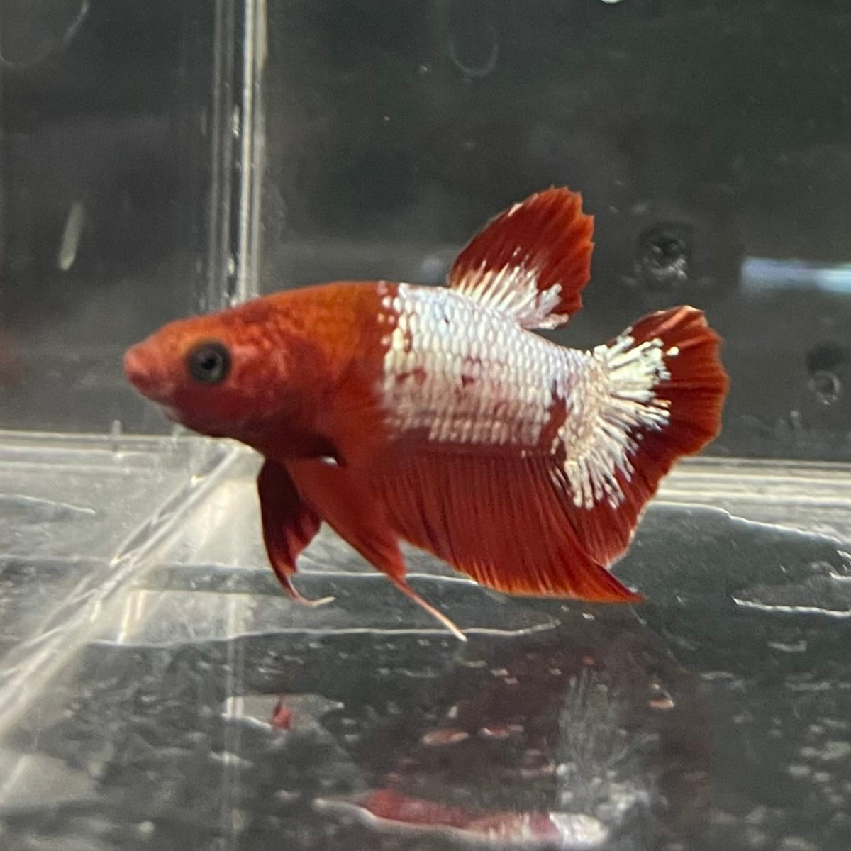 the-fish-farm Premium Male Betta Fancy Plakat Betta Male - One Only - 3 Buy this Premium Male Plakat Betta - One Only The Fish Farm Australia 