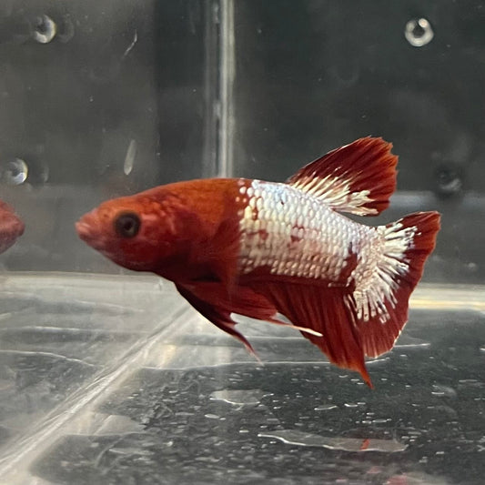 the-fish-farm Premium Male Betta Fancy Plakat Betta Male - One Only - 3 Buy this Premium Male Plakat Betta - One Only The Fish Farm Australia 