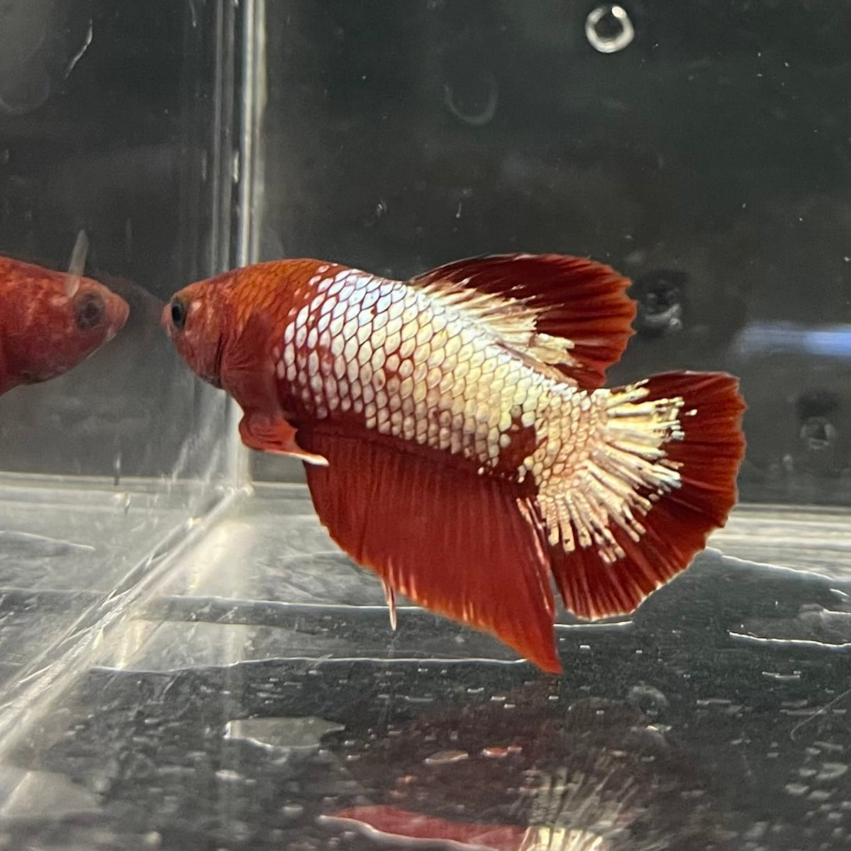 the-fish-farm Premium Male Betta Fancy Plakat Betta Male - One Only - 3 Buy this Premium Male Plakat Betta - One Only The Fish Farm Australia 