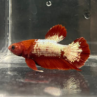 the-fish-farm Premium Male Betta Fancy Plakat Betta Male - One Only - 3 Buy this Premium Male Plakat Betta - One Only The Fish Farm Australia 