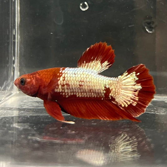the-fish-farm Premium Male Betta Fancy Plakat Betta Male - One Only - 3 Buy this Premium Male Plakat Betta - One Only The Fish Farm Australia 