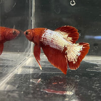 the-fish-farm Premium Male Betta Fancy Plakat Betta Male - One Only - 3 Buy this Premium Male Plakat Betta - One Only The Fish Farm Australia 