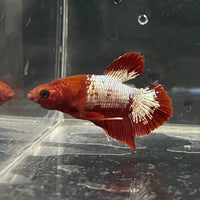 the-fish-farm Premium Male Betta Fancy Plakat Betta Male - One Only - 3 Buy this Premium Male Plakat Betta - One Only The Fish Farm Australia 