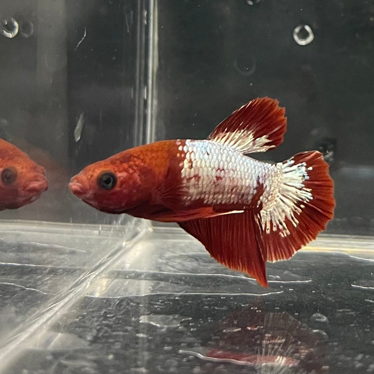 the-fish-farm Premium Male Betta Fancy Plakat Betta Male - One Only - 3 Buy this Premium Male Plakat Betta - One Only The Fish Farm Australia 