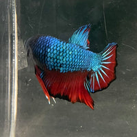 the-fish-farm Premium Male Betta Fancy Plakat Betta Male - One Only - 4 Buy this Nemo White Plakat Male Betta - One Only in Australia