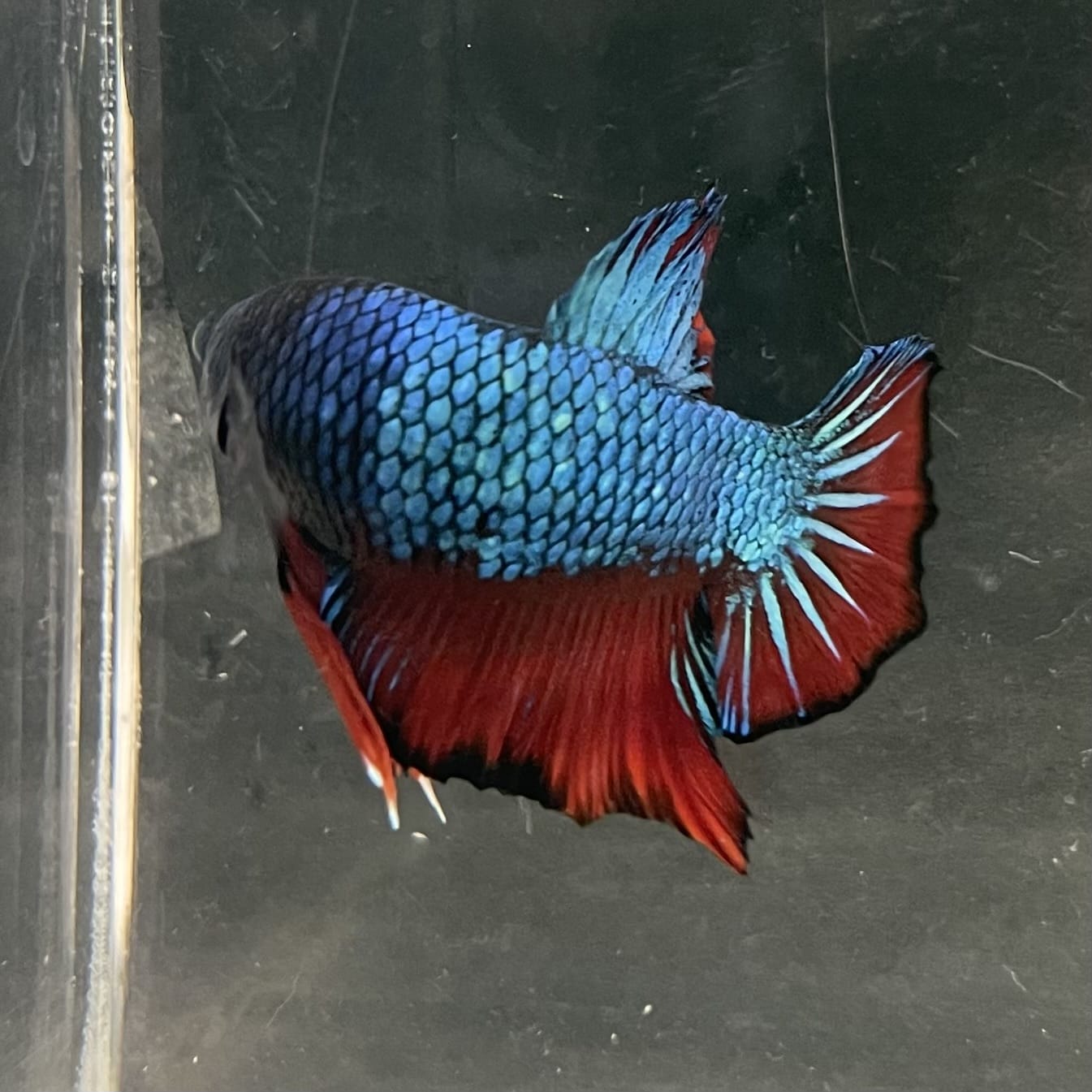 the-fish-farm Premium Male Betta Fancy Plakat Betta Male - One Only - 4 Buy this Nemo White Plakat Male Betta - One Only in Australia