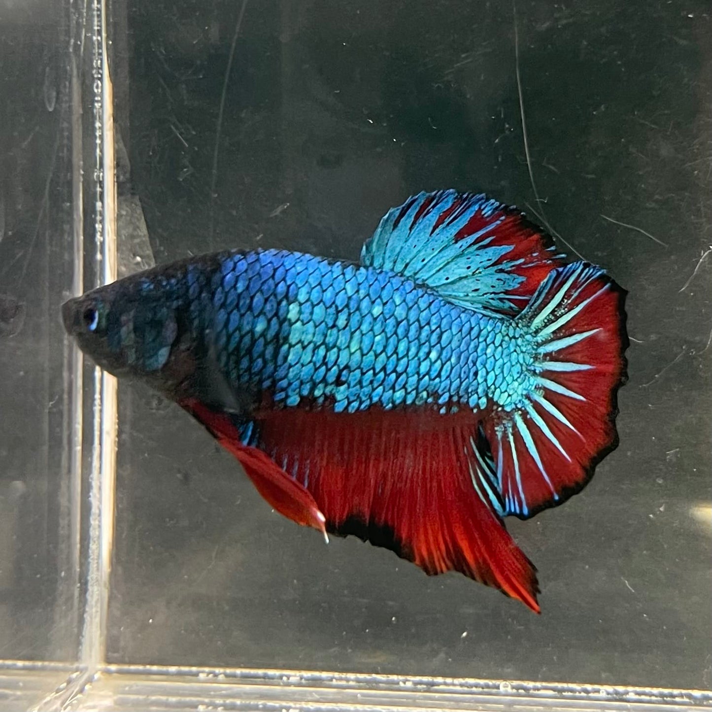 the-fish-farm Premium Male Betta Fancy Plakat Betta Male - One Only - 4 Buy this Nemo White Plakat Male Betta - One Only in Australia