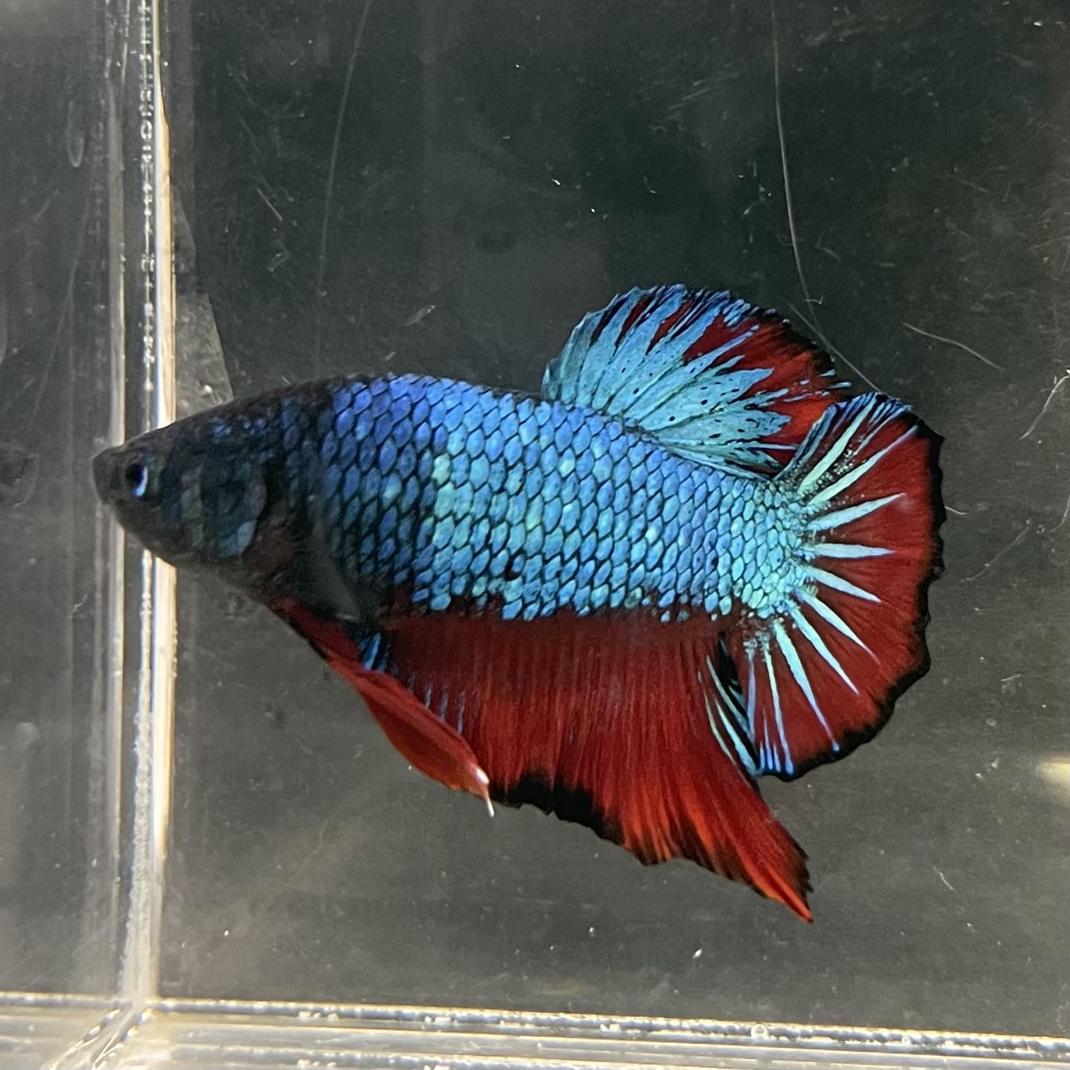 the-fish-farm Premium Male Betta Fancy Plakat Betta Male - One Only - 4 Buy this Nemo White Plakat Male Betta - One Only in Australia