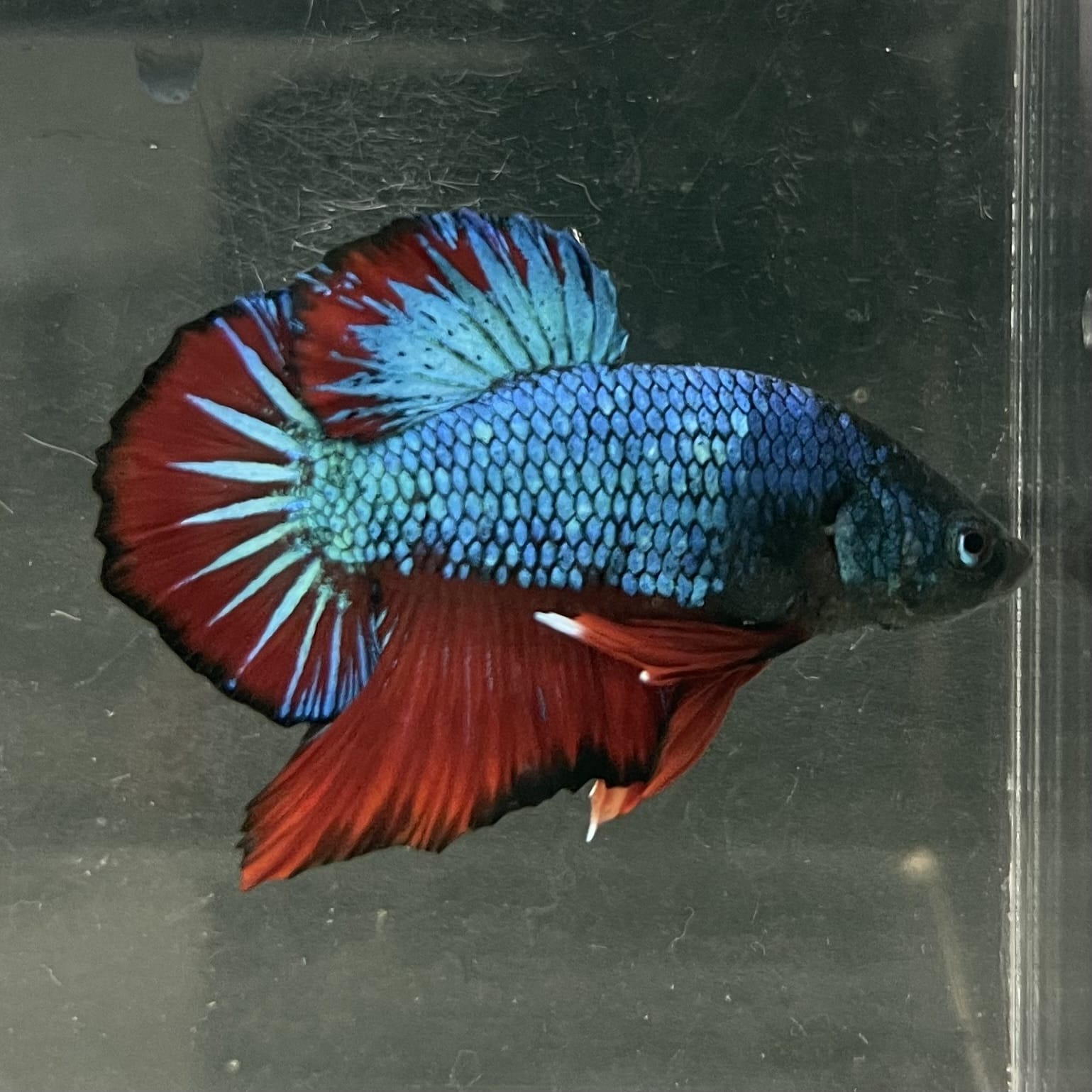 the-fish-farm Premium Male Betta Fancy Plakat Betta Male - One Only - 4 Buy this Nemo White Plakat Male Betta - One Only in Australia