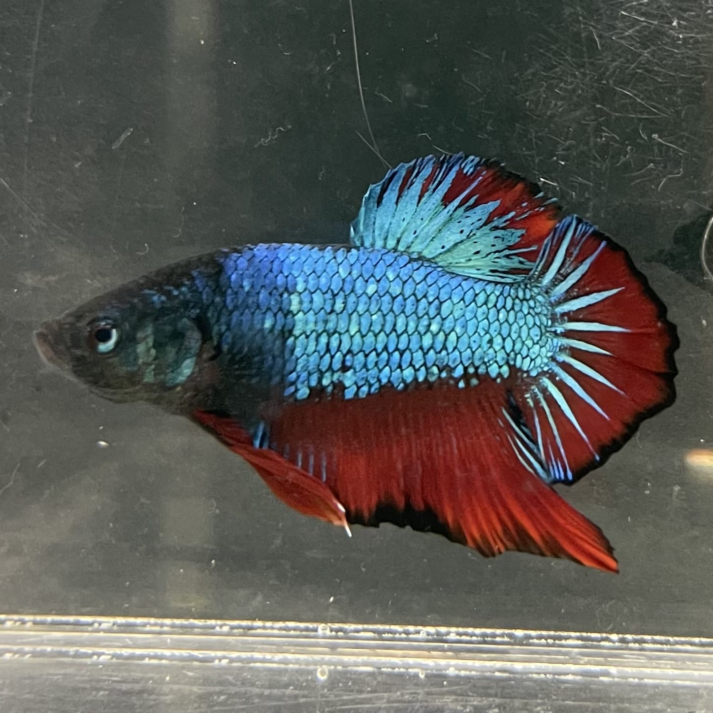 the-fish-farm Premium Male Betta Fancy Plakat Betta Male - One Only - 4 Buy this Nemo White Plakat Male Betta - One Only in Australia