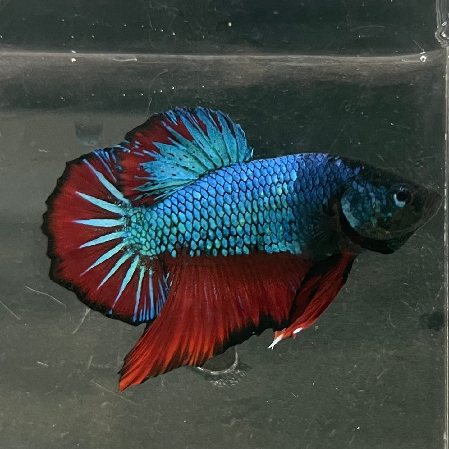 the-fish-farm Premium Male Betta Fancy Plakat Betta Male - One Only - 4 Buy this Nemo White Plakat Male Betta - One Only in Australia