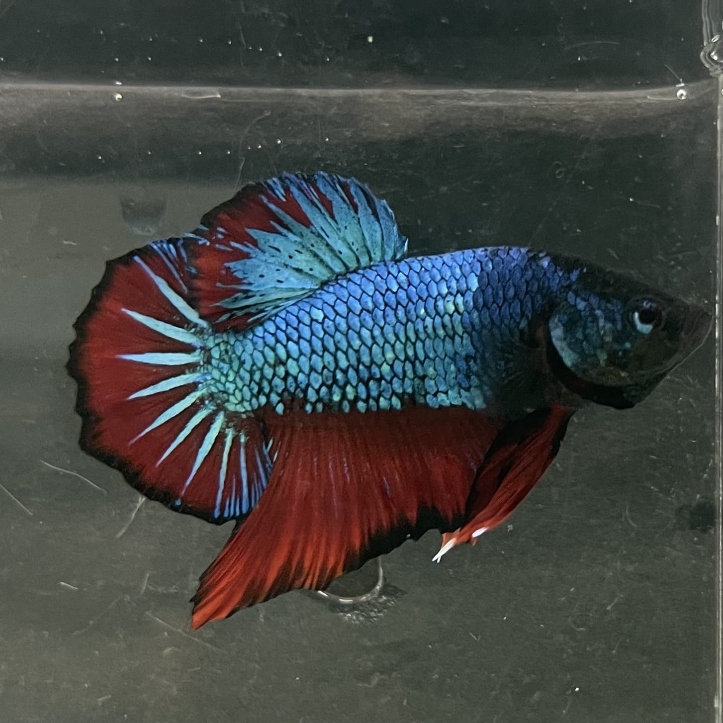 the-fish-farm Premium Male Betta Fancy Plakat Betta Male - One Only - 4 Buy this Nemo White Plakat Male Betta - One Only in Australia