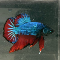 the-fish-farm Premium Male Betta Fancy Plakat Betta Male - One Only - 4 Buy this Nemo White Plakat Male Betta - One Only in Australia