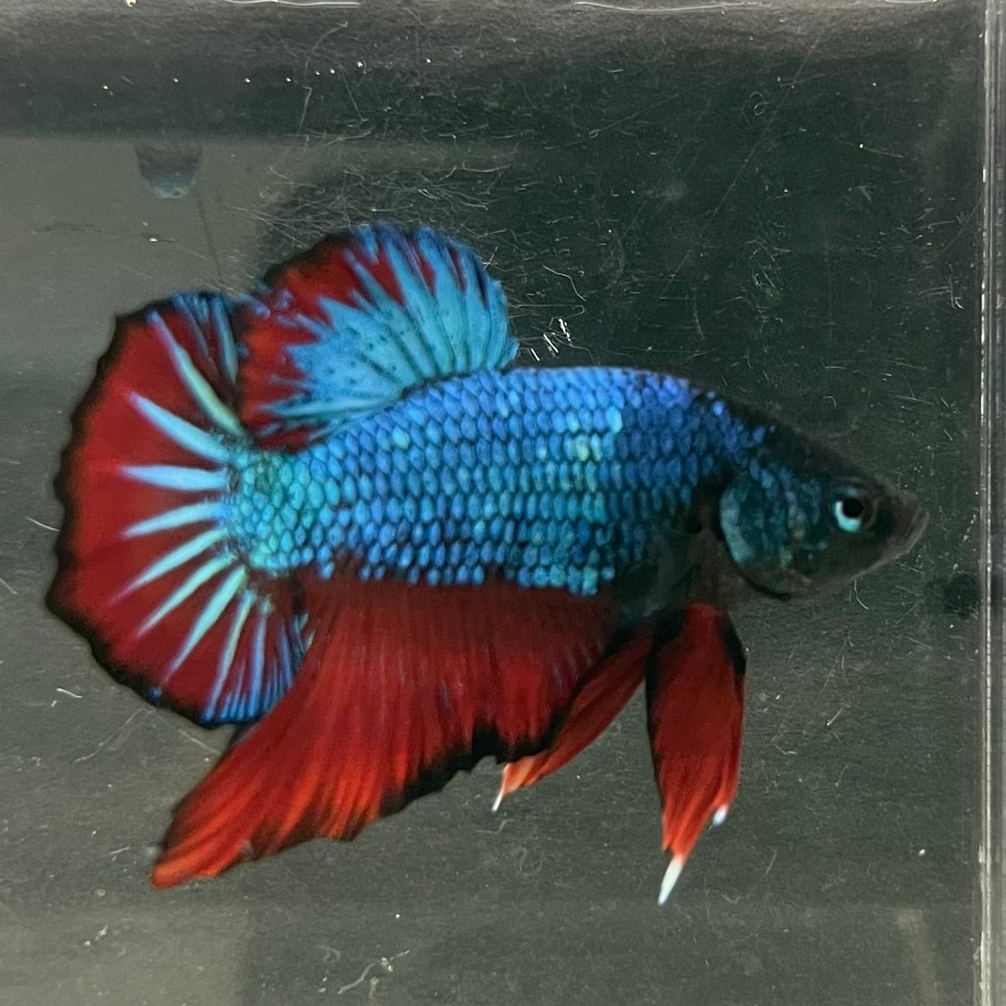 the-fish-farm Premium Male Betta Fancy Plakat Betta Male - One Only - 4 Buy this Nemo White Plakat Male Betta - One Only in Australia