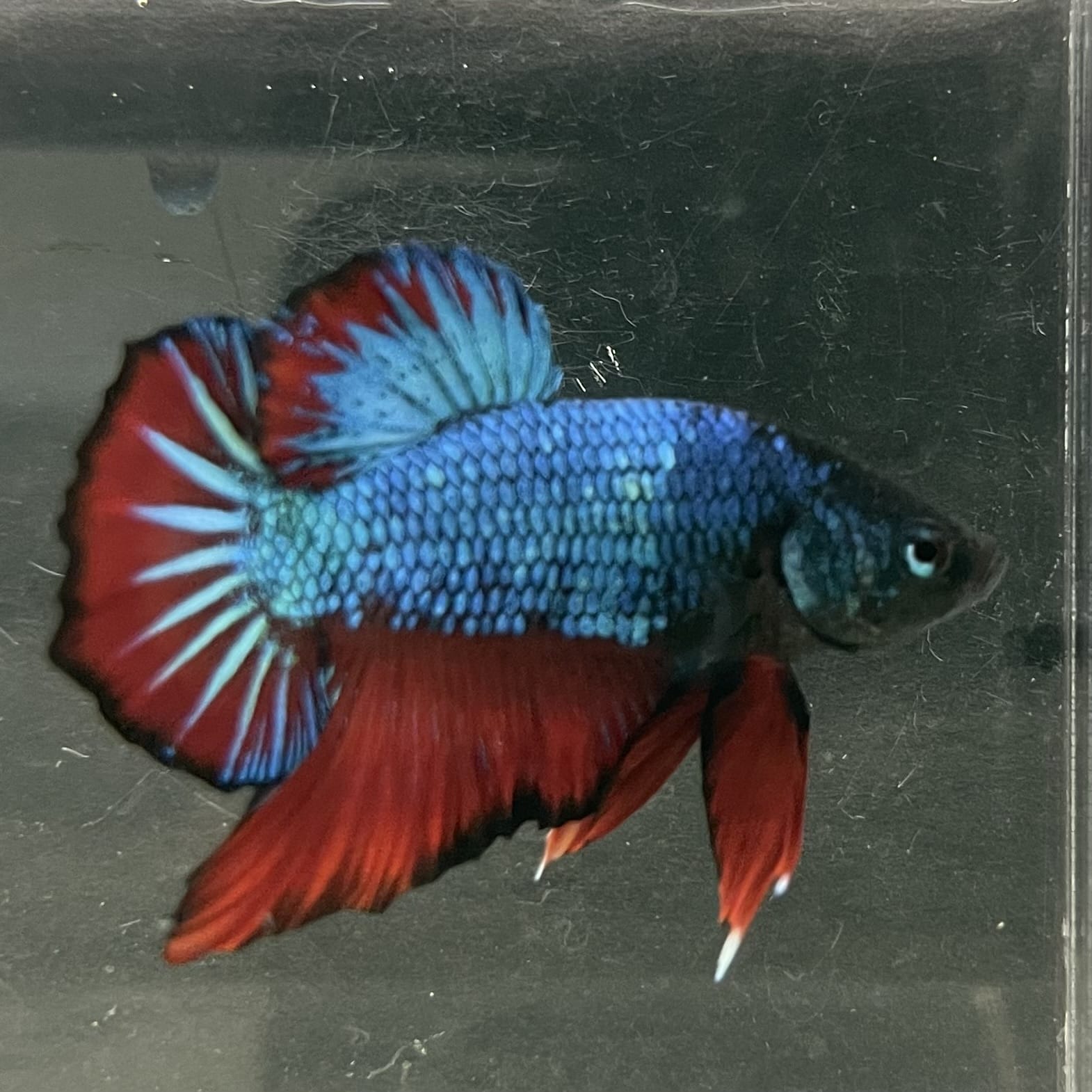 the-fish-farm Premium Male Betta Fancy Plakat Betta Male - One Only - 4 Buy this Nemo White Plakat Male Betta - One Only in Australia