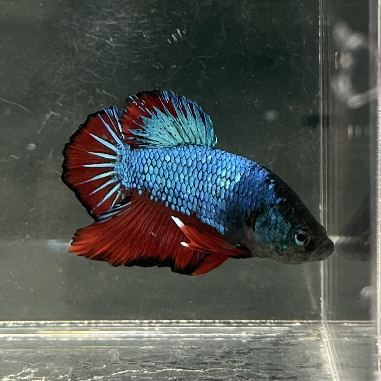 the-fish-farm Premium Male Betta Fancy Plakat Betta Male - One Only - 4 Buy this Nemo White Plakat Male Betta - One Only in Australia