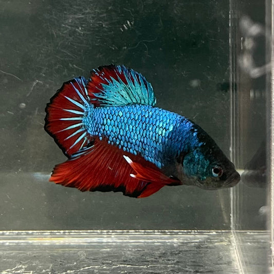 the-fish-farm Premium Male Betta Fancy Plakat Betta Male - One Only - 4 Buy this Nemo White Plakat Male Betta - One Only in Australia