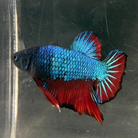 the-fish-farm Premium Male Betta Fancy Plakat Betta Male - One Only - 4 Buy this Nemo White Plakat Male Betta - One Only in Australia