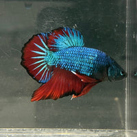 the-fish-farm Premium Male Betta Fancy Plakat Betta Male - One Only - 4 Buy this Nemo White Plakat Male Betta - One Only in Australia