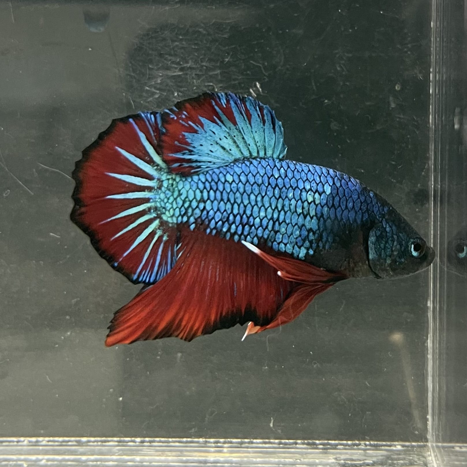 the-fish-farm Premium Male Betta Fancy Plakat Betta Male - One Only - 4 Buy this Nemo White Plakat Male Betta - One Only in Australia
