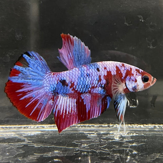 the-fish-farm Premium Male Betta Fancy Plakat Betta Male - One Only - 4 Buy this Premium Male Plakat Betta - One Only The Fish Farm Australia 