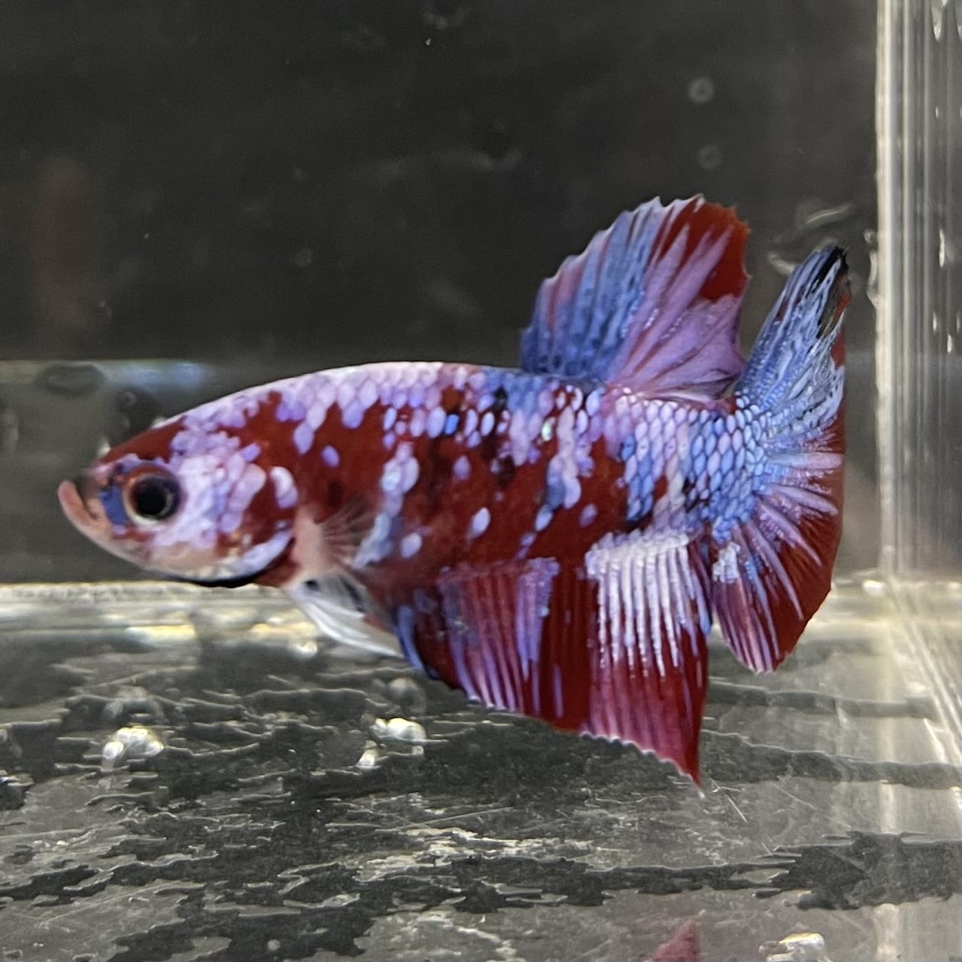 the-fish-farm Premium Male Betta Fancy Plakat Betta Male - One Only - 4 Buy this Premium Male Plakat Betta - One Only The Fish Farm Australia 