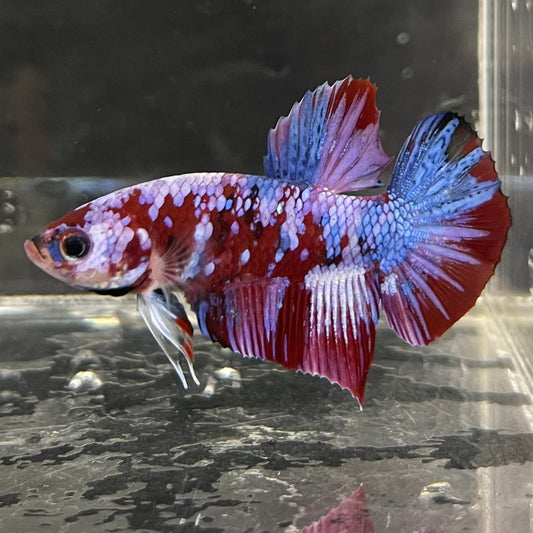 the-fish-farm Premium Male Betta Fancy Plakat Betta Male - One Only - 4 Buy this Premium Male Plakat Betta - One Only The Fish Farm Australia 