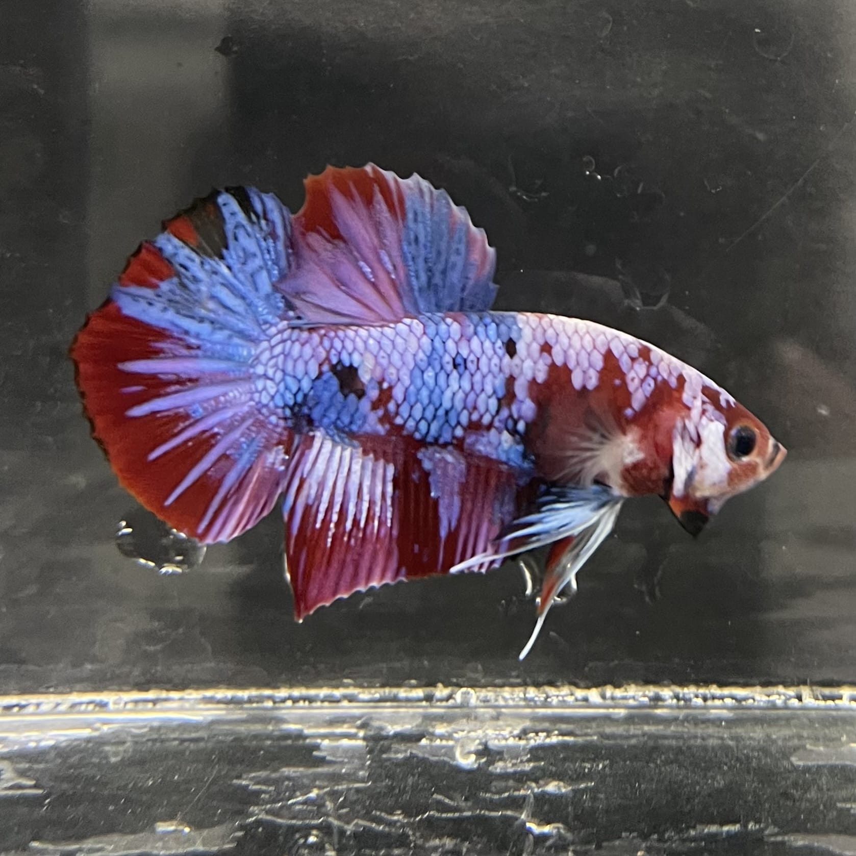 the-fish-farm Premium Male Betta Fancy Plakat Betta Male - One Only - 4 Buy this Premium Male Plakat Betta - One Only The Fish Farm Australia 