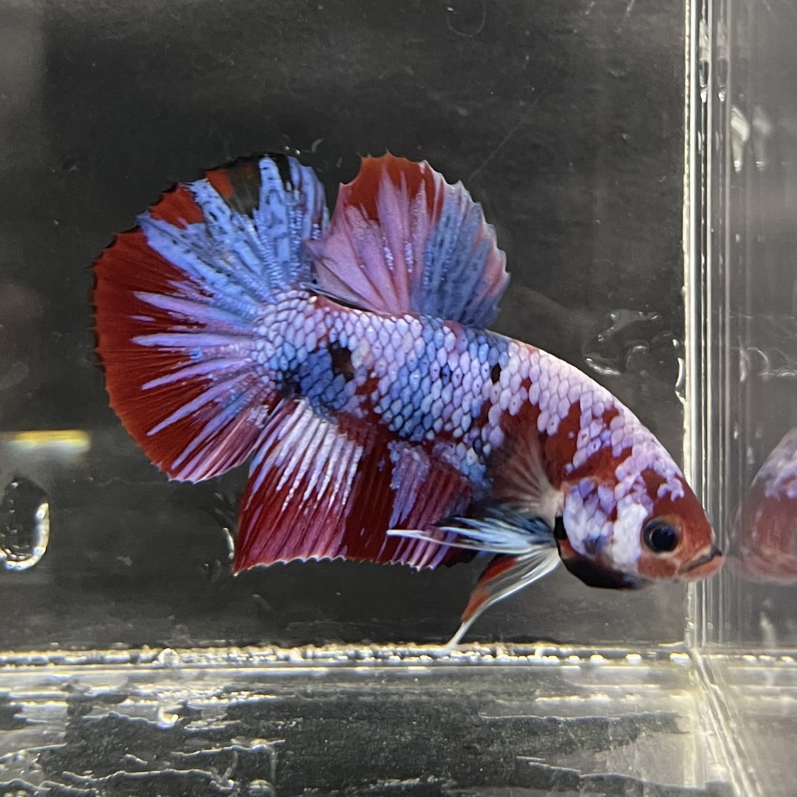the-fish-farm Premium Male Betta Fancy Plakat Betta Male - One Only - 4 Buy this Premium Male Plakat Betta - One Only The Fish Farm Australia 