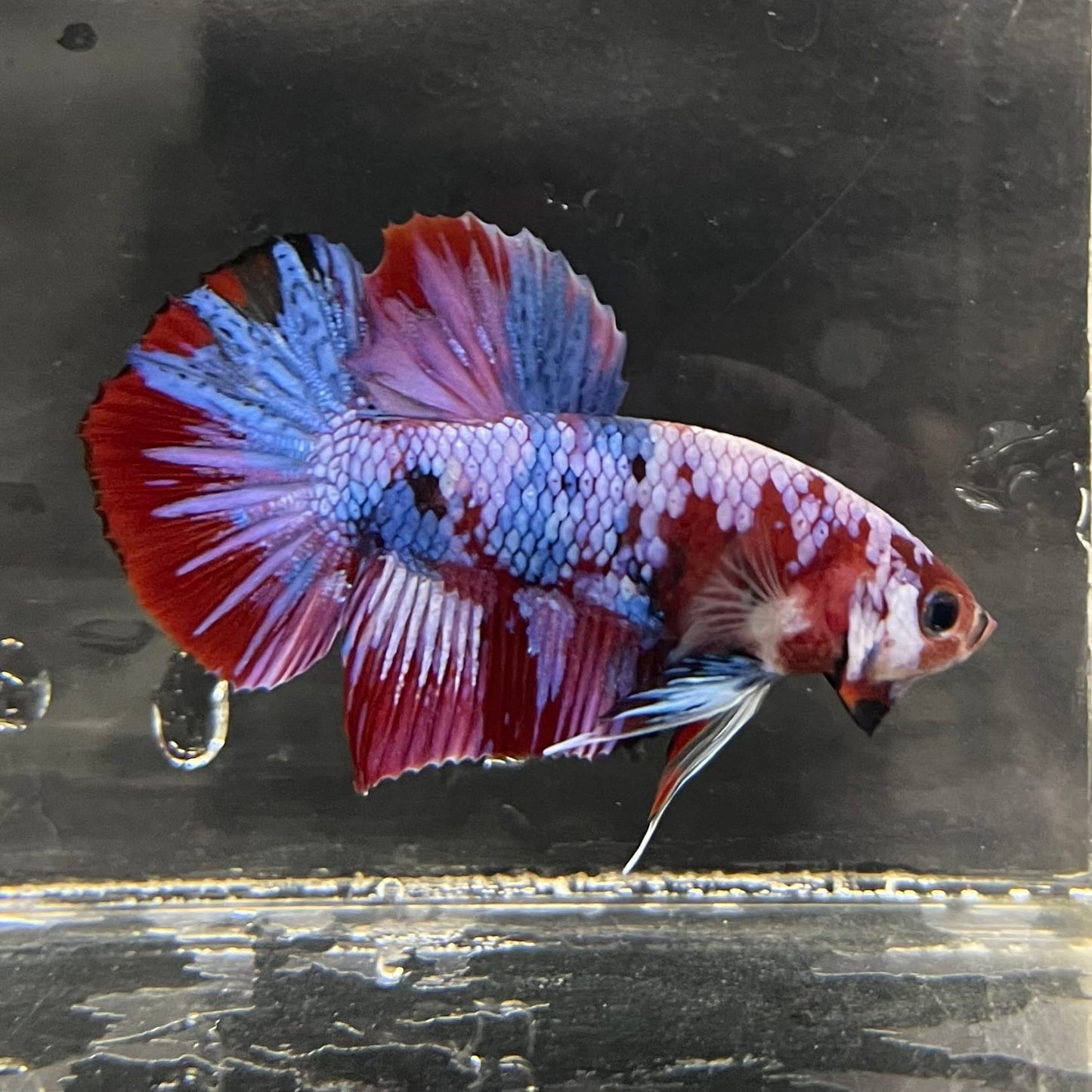 the-fish-farm Premium Male Betta Fancy Plakat Betta Male - One Only - 4 Buy this Premium Male Plakat Betta - One Only The Fish Farm Australia 