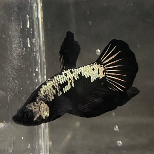 the-fish-farm Premium Male Betta Fancy Plakat Betta Male - One Only - 4 Buy this Premium Male Plakat Betta - One Only The Fish Farm Australia 