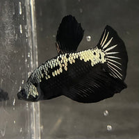 the-fish-farm Premium Male Betta Fancy Plakat Betta Male - One Only - 4 Buy this Premium Male Plakat Betta - One Only The Fish Farm Australia 