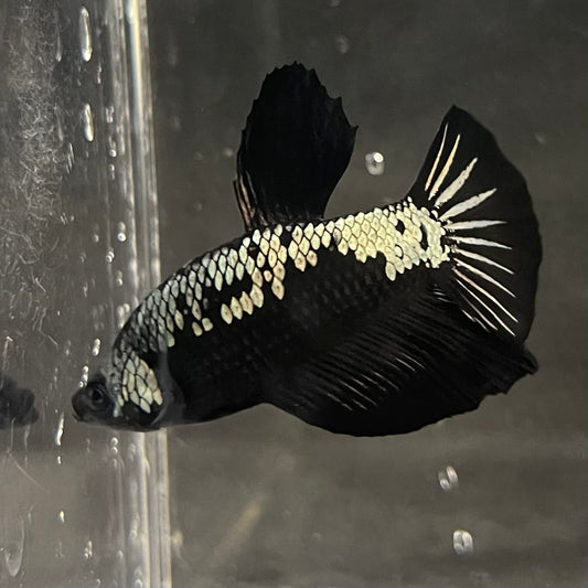 the-fish-farm Premium Male Betta Fancy Plakat Betta Male - One Only - 4 Buy this Premium Male Plakat Betta - One Only The Fish Farm Australia 