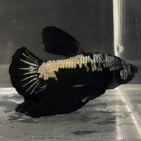 the-fish-farm Premium Male Betta Fancy Plakat Betta Male - One Only - 4 Buy this Premium Male Plakat Betta - One Only The Fish Farm Australia 