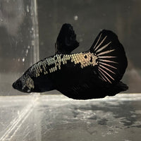 the-fish-farm Premium Male Betta Fancy Plakat Betta Male - One Only - 4 Buy this Premium Male Plakat Betta - One Only The Fish Farm Australia 