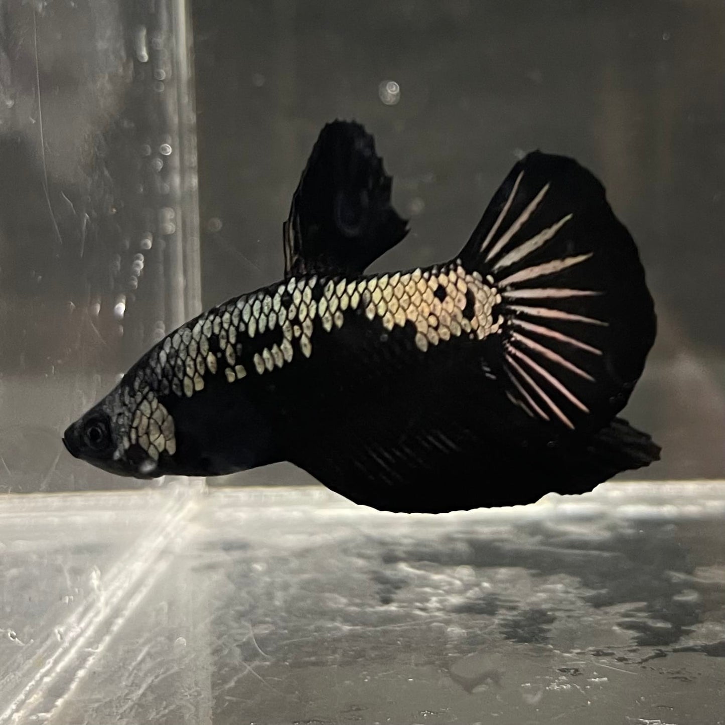 the-fish-farm Premium Male Betta Fancy Plakat Betta Male - One Only - 4 Buy this Premium Male Plakat Betta - One Only The Fish Farm Australia 