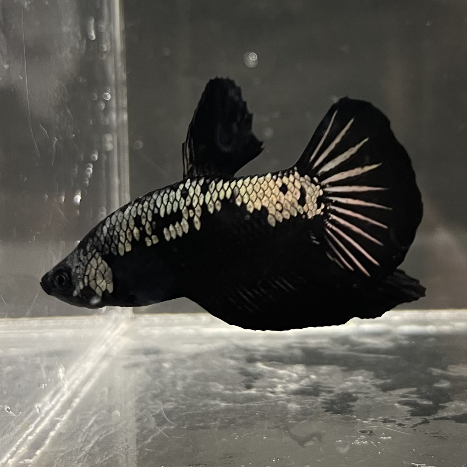 the-fish-farm Premium Male Betta Fancy Plakat Betta Male - One Only - 4 Buy this Premium Male Plakat Betta - One Only The Fish Farm Australia 