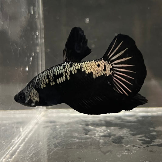 the-fish-farm Premium Male Betta Fancy Plakat Betta Male - One Only - 4 Buy this Premium Male Plakat Betta - One Only The Fish Farm Australia 