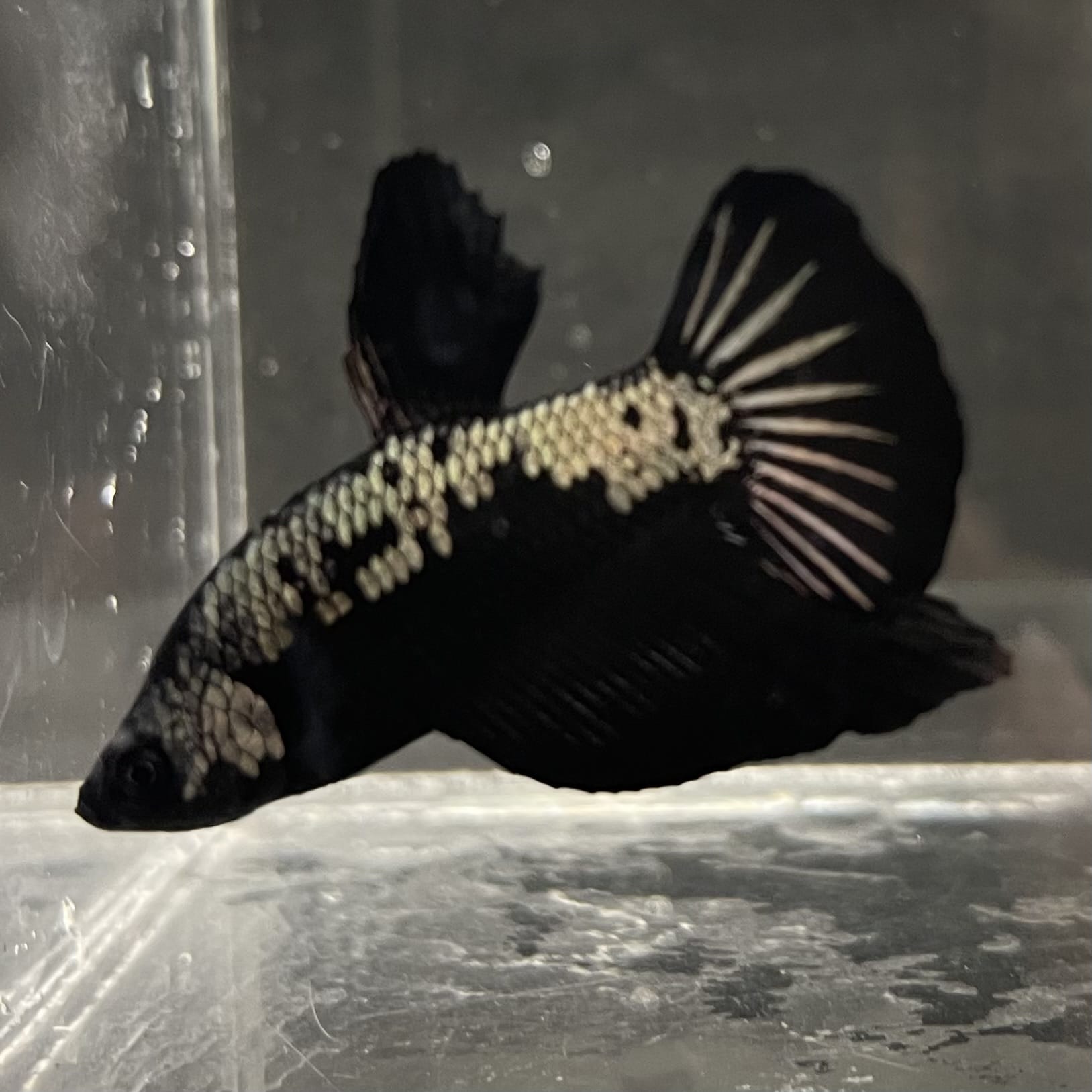 the-fish-farm Premium Male Betta Fancy Plakat Betta Male - One Only - 4 Buy this Premium Male Plakat Betta - One Only The Fish Farm Australia 