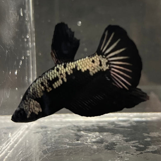 the-fish-farm Premium Male Betta Fancy Plakat Betta Male - One Only - 4 Buy this Premium Male Plakat Betta - One Only The Fish Farm Australia 