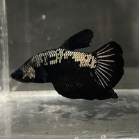 the-fish-farm Premium Male Betta Fancy Plakat Betta Male - One Only - 4 Buy this Premium Male Plakat Betta - One Only The Fish Farm Australia 
