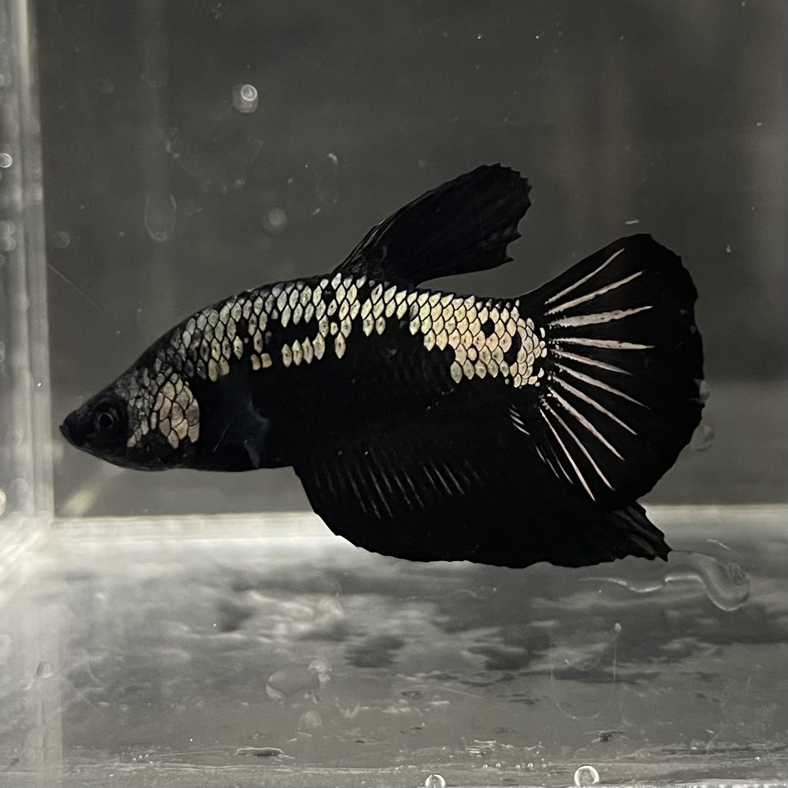 the-fish-farm Premium Male Betta Fancy Plakat Betta Male - One Only - 4 Buy this Premium Male Plakat Betta - One Only The Fish Farm Australia 