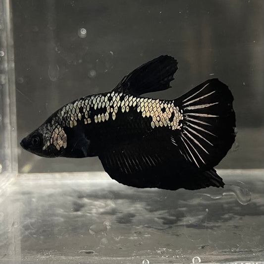 the-fish-farm Premium Male Betta Fancy Plakat Betta Male - One Only - 4 Buy this Premium Male Plakat Betta - One Only The Fish Farm Australia 
