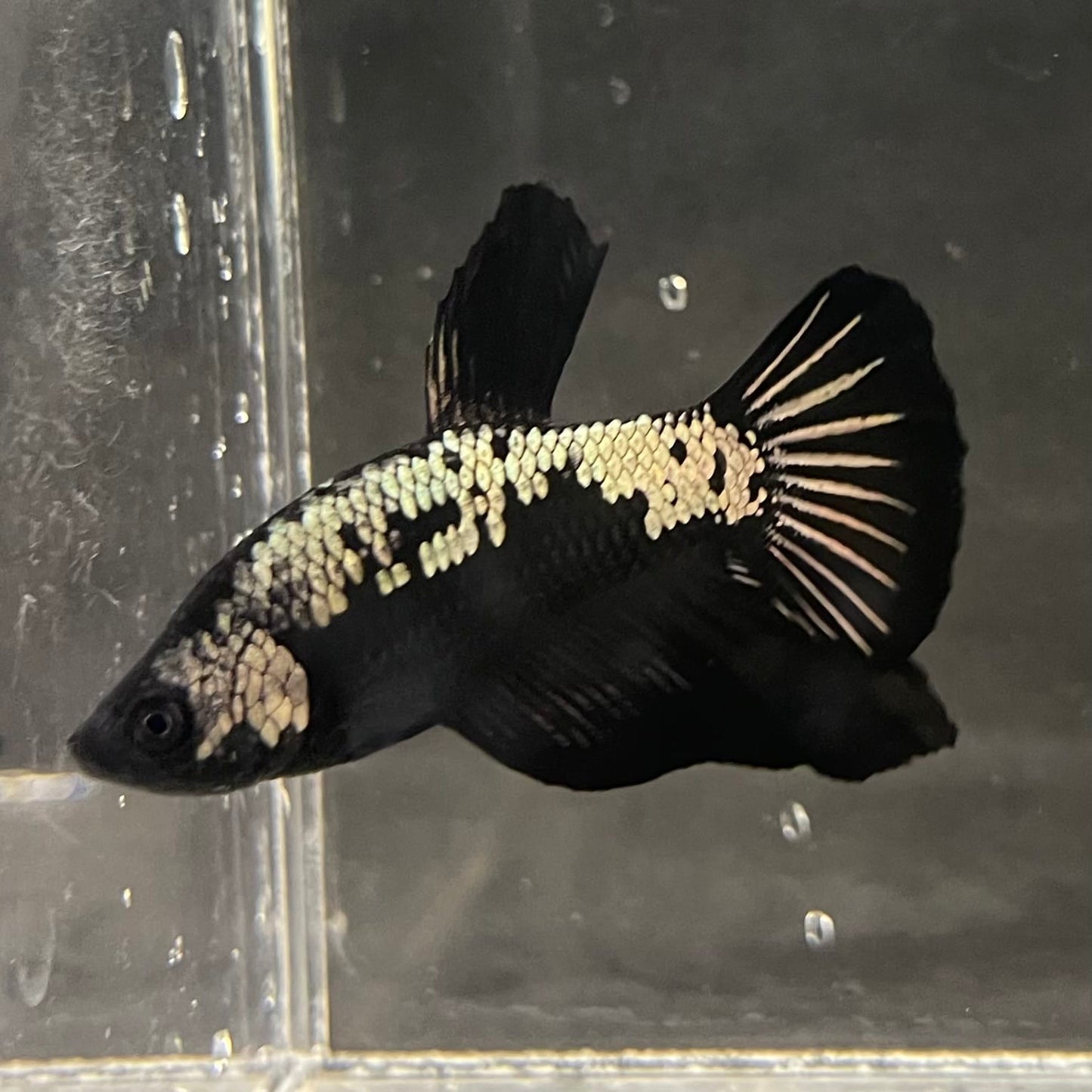 the-fish-farm Premium Male Betta Fancy Plakat Betta Male - One Only - 4 Buy this Premium Male Plakat Betta - One Only The Fish Farm Australia 